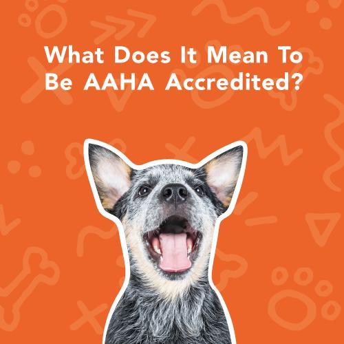 What Does It Mean To Be AAHA Accredited? - Veterinary Medical Center of The  Woodlands