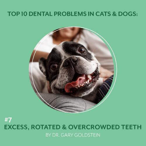 Excess, Rotated & Overcrowded Teeth - Veterinary Medical Center of The ...