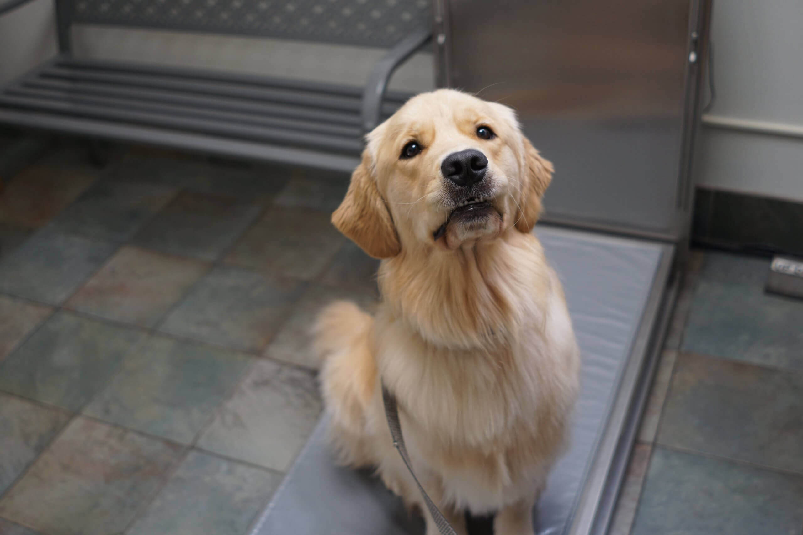 Recognizing Signs of Anxiety in Pets - VMC of the Woodlands